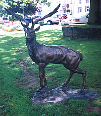 animal